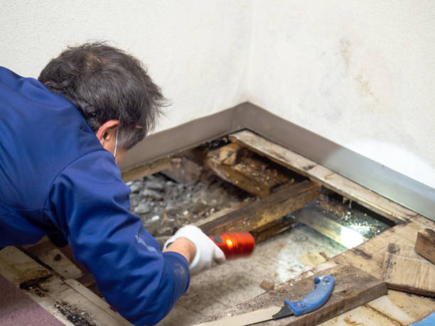 Best Crawl Space Mold Removal  in Oill, NE