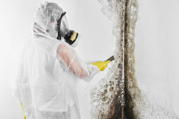 Attic Mold Removal in Oneill, NE
