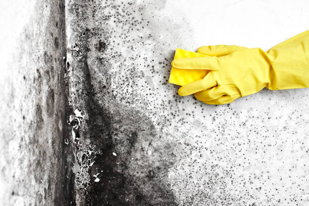 Best Mold Inspection  in Oill, NE