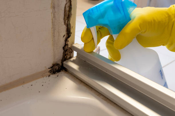 Best Black Mold Removal  in Oill, NE