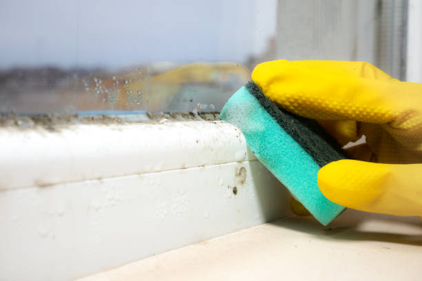 Best Fast Mold Removal  in Oill, NE