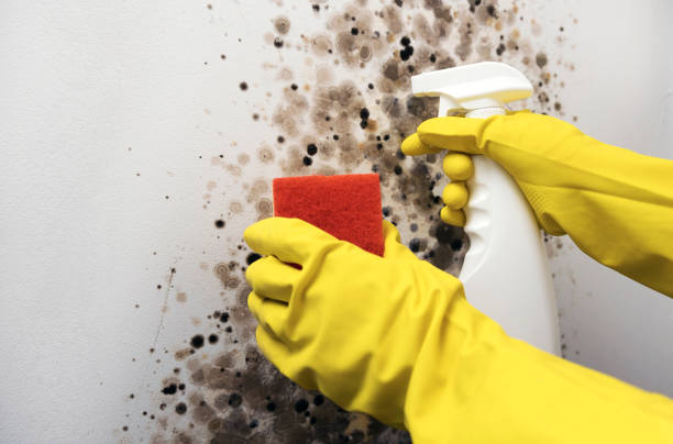 Best Attic Mold Removal  in Oill, NE