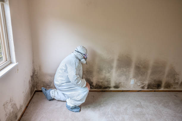 Best Certified Mold Removal  in Oill, NE